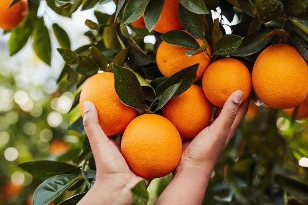 تصویر 2 از خرید پرتقال تابستانه والنسیا + بهترین قیمت